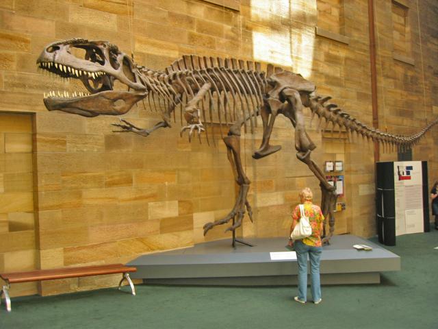 A 100 Sydney - Museum  (Giganotosaurus carolini, Argentine 1994).jpg